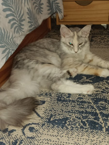 Photo de galerie - Barwenn, chaton Main Coon de 8 mois