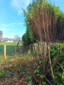 Photo de galerie - Un rabattage de haie de laurier 