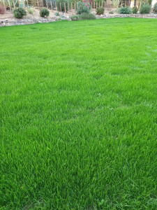 Photo de galerie - Paysagiste - Aménagement du jardin