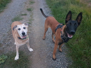 Photo de galerie - Garde chien