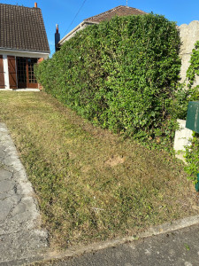 Photo de galerie - Taille de haies, tonte de pelouse désherbage allée 