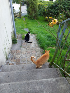 Photo de galerie - Visite a domicile chats