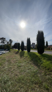 Photo de galerie - Taille de cyprès