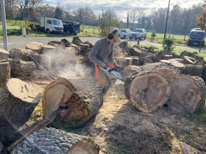 Photo de galerie - Elagage et coupe d'arbres