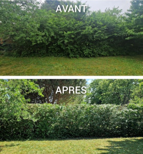 Photo de galerie - Taille de haie 