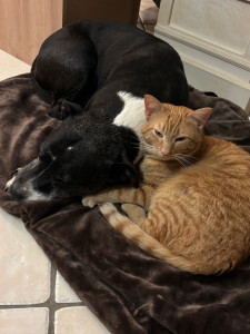 Photo de galerie - Mon chat et un chien que j’ai gardé 