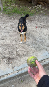 Photo de galerie - Amusement avec une balle dans la colline 