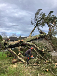 Photo de galerie - Démontage d’un arbre à Orthez 