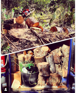 Photo de galerie - Elagage et coupe d'arbres