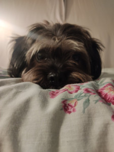 Photo de galerie - Mon chien ma famille