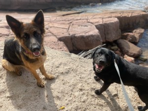 Photo de galerie - Garde de Héliot, un beau labrador de 10 ans pendant une semaine à mon domicile 