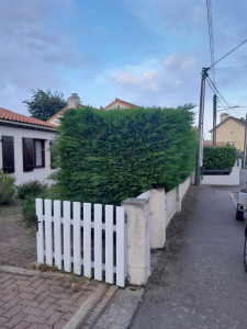 Photo de galerie - Haie de tuya avant taille 