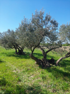 Photo de galerie - Taille d'oliviers pour recolte