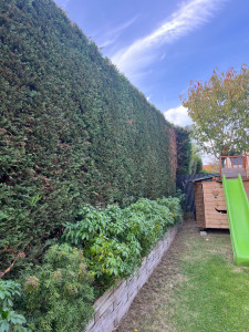 Photo de galerie - Taille de haie de Thuyas