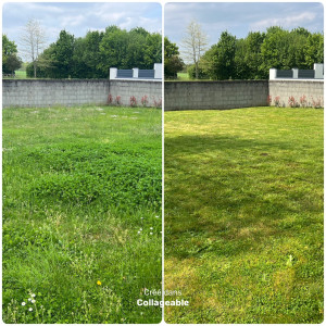 Photo de galerie - Tonte 