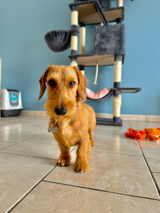 Photo de galerie - Garde chien