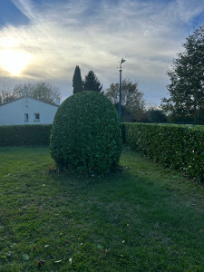 Photo de galerie - Taille de haies et d'arbustes