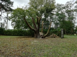 Photo de galerie - Elagage et coupe d'arbres