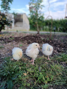 Photo de galerie - Visite a domicile lors de vos absences, chiens, chats, lapin, animaux de la ferme...