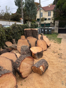 Photo de galerie - élagage d’un gros cèdre entre deux maisons