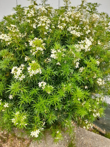 Photo de galerie - Fleurissement