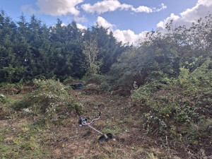 Photo de galerie - Tonte de pelouse - Débroussaillage