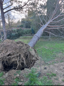Photo de galerie - Débitage évacuation d’un pin 