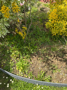 Photo de galerie - Paysagiste - Aménagement du jardin