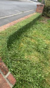 Photo de galerie - Taille d’une haie de 20 M