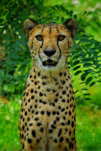 Photo de galerie - Passionnée par la photographie, je peux vous servir de photographe animalier pour vos belles boules de poils, de photographe pour des événements (mariage, anniversaire ou autres), photographe automobile (voiture sur circuit ou autres) etc ! ?