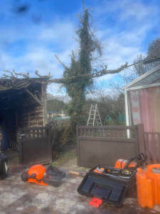 Photo de galerie - Elagage et coupe d'arbres