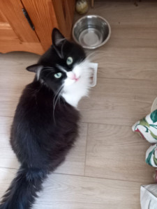 Photo de galerie - Garde chat