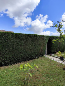 Photo de galerie - Coupe de haies 