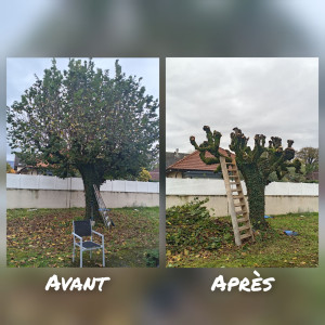 Photo de galerie - Élagage d'un tilleul 