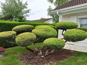 Photo de galerie - Taille de haies et d'arbustes