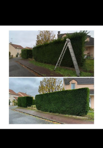 Photo de galerie - Taille de haie 