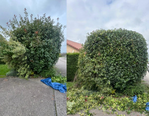 Photo de galerie - Taille d’arbustes 