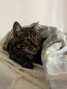 Photo de galerie - Garde chat