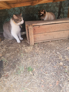 Photo de galerie - Garde chat