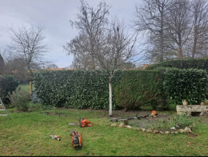 Photo de galerie - Taille de haies 