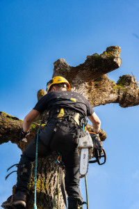 Photo de galerie - Abattage d'un chêne chez un particuliert