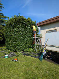 Photo de galerie - Au début de toute la taille des haies environ 260 M2 au total pour les arbustes à tailler 