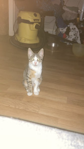 Photo de galerie - Je possède également une petite chatte qui est très sociable avec les chiens et les chat que se soit mâles ou femelle 