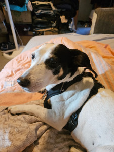 Photo de galerie - Garde chien