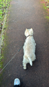 Photo de galerie - Promenade de chien 