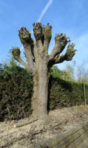Photo de galerie - Elagage et coupe d'arbres