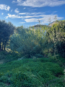 Photo de galerie - Taille de haies et d'arbustes