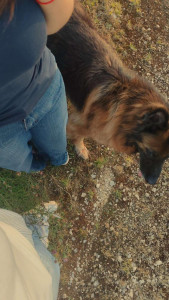 Photo de galerie - Garde chien