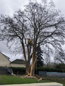 Photo de galerie - Abattage d'arbre dangereux