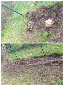 Photo de galerie - Elagage et coupe d'arbres